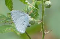 Celastrina argiolus