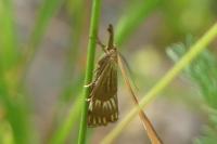 Chrysocrambus linetella