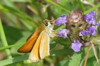 Thymelicus sylvestris
