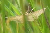 Idaea macilentaria