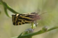 Emmelia trabealis