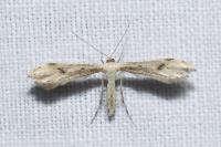 Hellinsia lienigiana