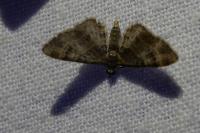 Gymnoscelis rufifasciata