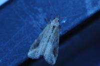 Schrankia costaestrigalis