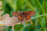Melitaea athalia