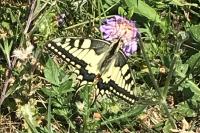 Papilio machaon