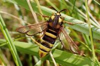 Sesia apiformis