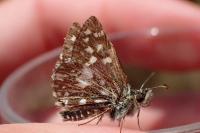 Pyrgus malvae