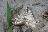 Elophila nymphaeata