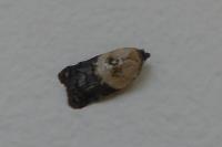 Acleris variegana