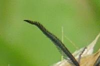 Jordanita globulariae
