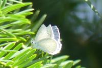 Celastrina argiolus