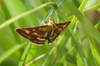 Pyrausta purpuralis