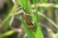 Chrysocrambus linetella