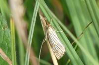 Chrysocrambus linetella