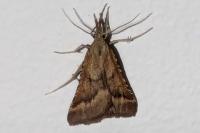 Synaphe punctalis