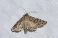 Sideridis reticulata