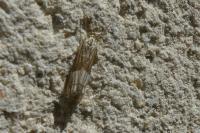 Chrysocrambus linetella