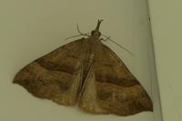 Hypena proboscidalis