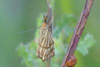 Chrysocrambus linetella