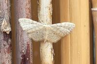 Idaea fuscovenosa