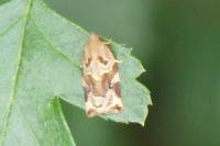 Archips xylosteana