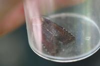 Paucgraphia erythrina