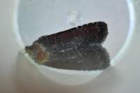 Paucgraphia erythrina