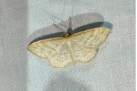 Idaea macilentaria