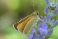 Thymelicus acteon