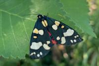 Callimorpha dominula