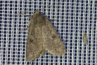 Fissipunctia ypsillon