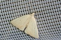 Macrochilo cribrumalis