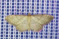 Idaea fuscovenosa