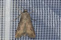 Agrotis ipsilon