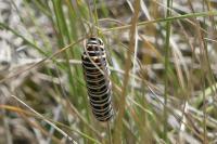 Papilio machaon