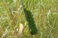Saturnia pavonia