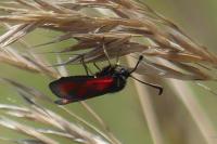 Zygaena loti