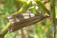 Chrysoteuchia culmella