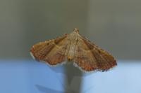 Endotricha flammealis