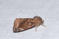 Cosmia affinis