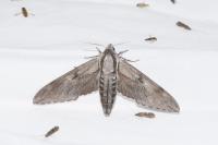 Hyloicus pinastri