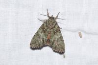 Polyphaenis sericata