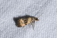 Cochylichroa atricapitana