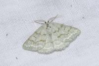 Pseudoterpna pruinata