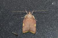 Carcina quercana