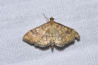 Anania verbascalis