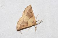 Crocallis elinguaria