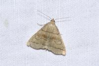 Herminia tarsicrinalis