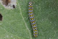 Cucullia verbasci